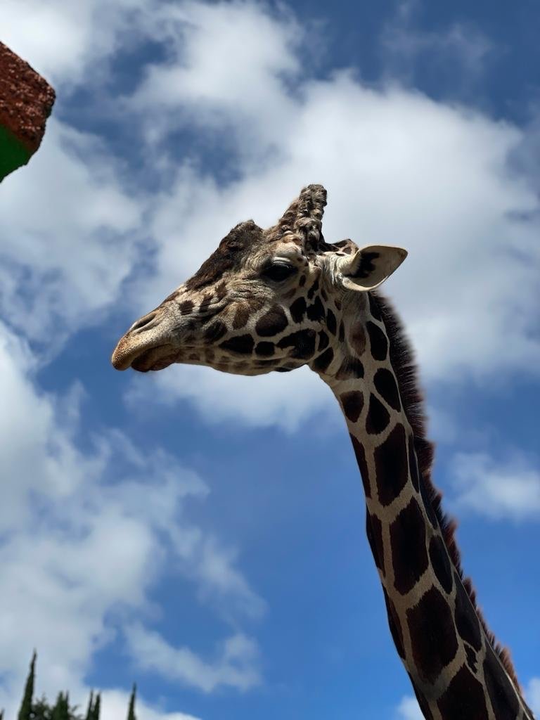 MUERE LA JIRAFA “YOYO” EN EL ZOOLÓGICO DEL ALTIPLANO
