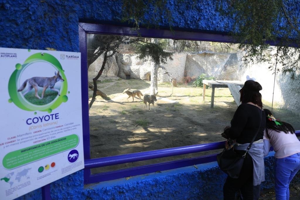 DESARROLLA EL ZOOLÓGICO DEL ALTIPLANO PROGRAMA “ANIMALES EMBAJADORES”