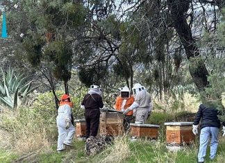 SIA FORTALECE CONDICIONES DE COLMENAS PARA COSECHA DE MIEL EN TLAXCO