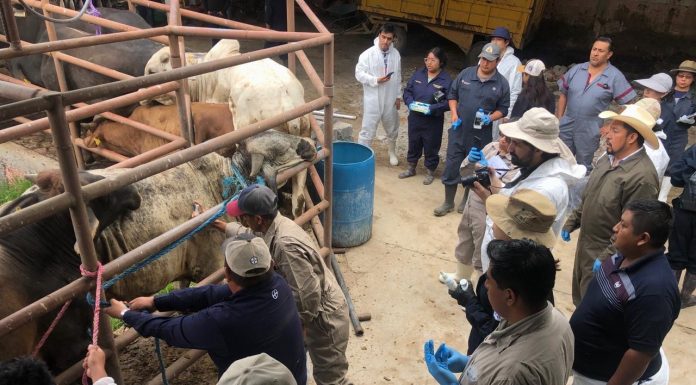 80 PROFESIONALES EN SANIDAD ANIMAL REALIZAN SIMULACRO PARA PREVENIR GUSANO BARRENADOR DEL GANADO: SIA
