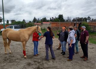 REALIZA SIA JORNADA MÉDICA VETERINARIA GRATUITA PARA ÉQUIDOS EN HUAMANTLA