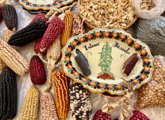 IXTENCO CONMEMORA 15 AÑOS DE LA FIESTA DEL MAÍZ, SÍMBOLO DE IDENTIDAD Y TRADICIÓN EN TLAXCALA