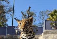 NACE CRÍA DE JAGUAR EN EL ZOOLÓGICO DEL ALTIPLANO; REFUERZA TLAXCALA ESTRATEGIA DE CONSERVACIÓN