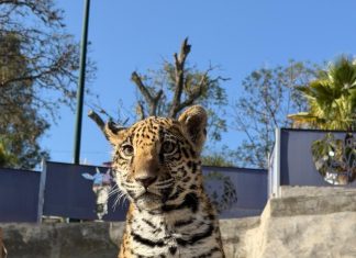 NACE CRÍA DE JAGUAR EN EL ZOOLÓGICO DEL ALTIPLANO; REFUERZA TLAXCALA ESTRATEGIA DE CONSERVACIÓN