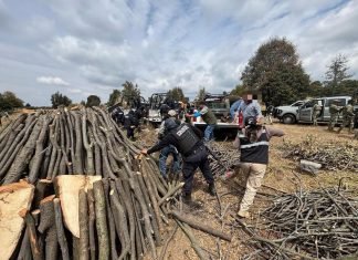 REFUERZAN OPERATIVOS CONTRA LA TALA ILEGAL EN TLAXCALA; PROFEPA REPORTA MÁS DE 115 ACCIONES Y 631 M³ DE MADERA ASEGURADA